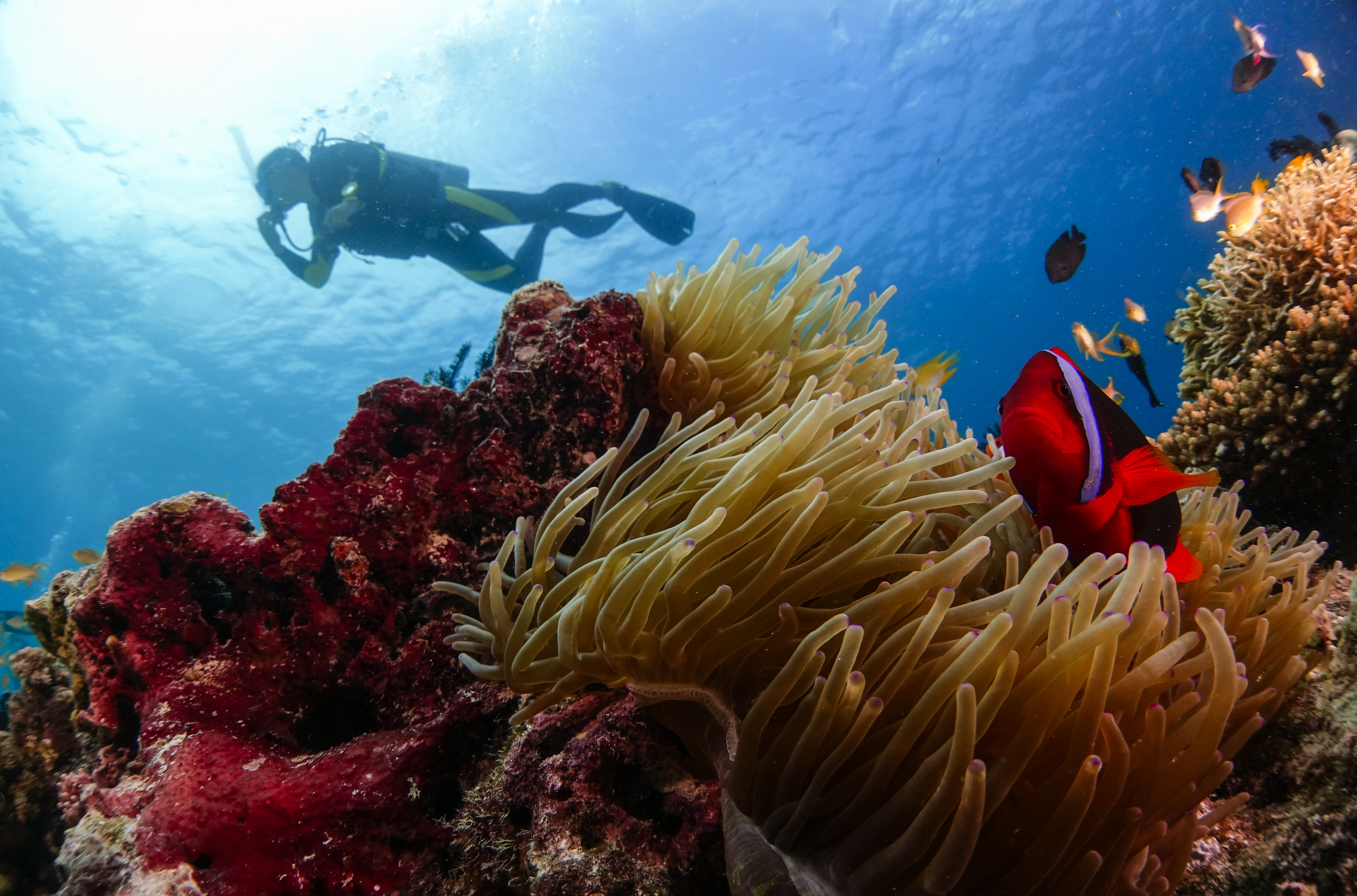 Diving in Bohol, Philippines